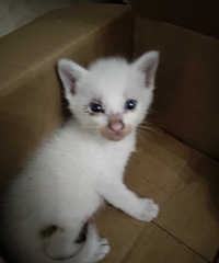 5ֻ�������Ҵ��С��è������������ص㣺������