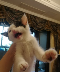 ��ë��ţɫ���������������Ը���ÿɰ����Ǹ�ʮ���ճ�˾�