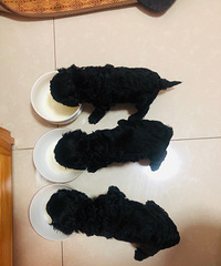 三只泰迪小狗求领养,领养要求:有爱心,无论如何不能抛弃它