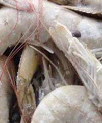 重庆一物流园冷库进口冻南美白虾部分外包装检测新冠核酸呈阳性