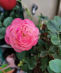 ����ȥ�˴�˵�еĴ����ֻ��У������¼���Сľ����ĺܹ�