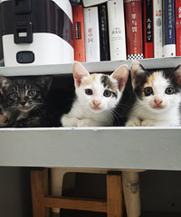 自家猫生的小奶猫求领养,生了10只现在还剩余4只待领养