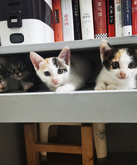 自家猫生的小奶猫求领养,生了10只现在还剩余4只待领养