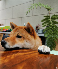 ׼һ԰ɼǡһ꿽ʵļͥ԰