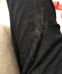 让你们看看我家的猫掉毛有多厉害,衣服上、床单上全是它的毛!