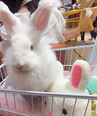 �����Ʒ����Ů����������Ȼ���Ժ���������