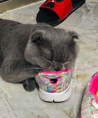 �Ҽҵ�è�о�����Ь񱣬�߸�Ь����Ь���˶�Ь����Ҫȥ��