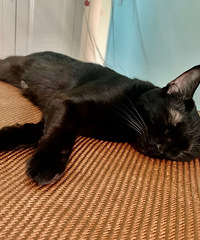 猫咪总是呕吐怎么办呢?有时候吐的是猫粮,有时候吐的是黄水