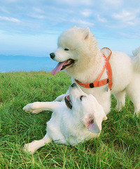 Źȥ1000׵ĵط¶Ӫϼ봵