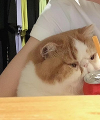 看看猫面对可乐的反应真的超可爱,每一张都可以配个表情包