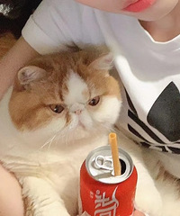看看猫面对可乐的反应真的超可爱,每一张都可以配个表情包