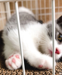 Ϊ����è���ֵ㣬ȫ��ι�ĺ����ӵĹ�ͷè��������ֻ�����Ӳ�����