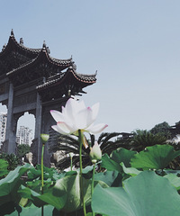 虽然是收费的公园,但是荷花开得很好也值回票价了