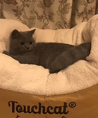 �����ԭ���޷��������裬3���Ѿ�����è�����޳�����