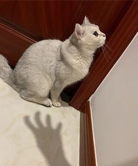 我的猫儿子10个月大了该做绝育了吗?还是等它留个后再做呢?