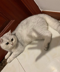 我的猫儿子10个月大了该做绝育了吗?还是等它留个后再做呢?