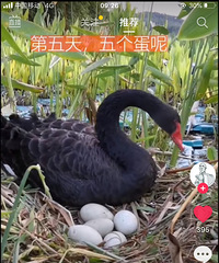 ԰��԰��������ĵ�����͵�ˣ�ȫ���ռ����������