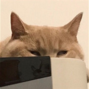 小正太已变成了油腻猫