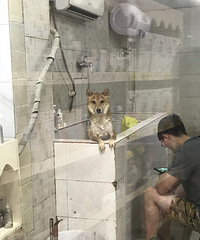 ���������ϴ��ȥ�ˣ�С�������ڼҵȣ�һ���춯��̧ͷ