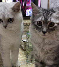 领养的串串猫颜值也很高,它还喜欢把猫草拿来当零食