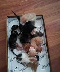 上一只猫生的崽还没断奶,现在第二只猫又生了9只崽,求领养啊