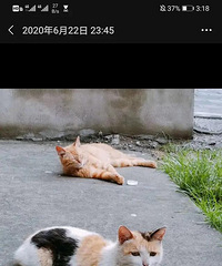 ����������Ƿ�����𣿱�èץ������Ȧ���ѣ������������ȥ����