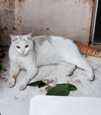 收养了一只花色很特别的流浪猫,它的尾巴感觉是偷的别人的