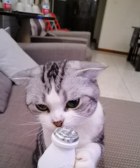 ��è��ȹ��޹�������ϲ���������ζ����ʱ��Ҫ���������