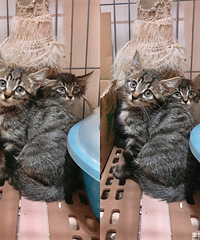 �л�С�껨����ֵ�����ɣ���ֻ4���´����è����������