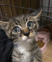 �л�С�껨����ֵ�����ɣ���ֻ4���´����è����������