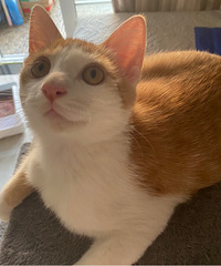 5���´���ٰ׵ܵ���������ϲ�����֣����Һ�ճ��