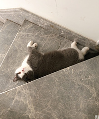 朋友家的猫感觉一点也不怕陌生人,还要配合你的随意揉捏