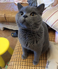 �������è�����ˣ�����Թ����������°ܽ����׳���������