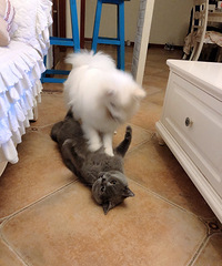 �������è�����ˣ�����Թ����������°ܽ����׳���������
