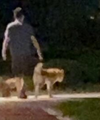 提醒秋田犬狗主人牵绳反遭辱骂威胁