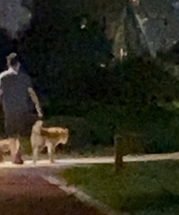 ��С��ɢ������������Ȯ������ǣ������������в