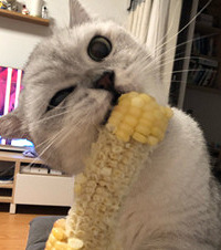 我家有个好吃猫!翻开橱柜偷吃味精,打开电视柜偷吃鱼皮花生