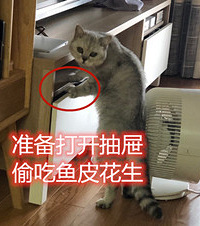 �Ҽ��и��ó�è����������͵��ζ�����򿪵��ӹ�͵����Ƥ����