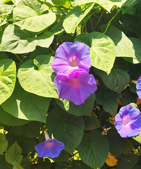 βݹܹƼ19.9ԪѲժ˷˳