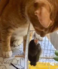 我的猫在外捡了一只小小鸟回来养