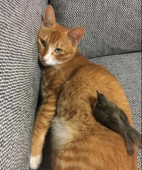 ��ůѽ���ҵ�è�������һֻСС�������