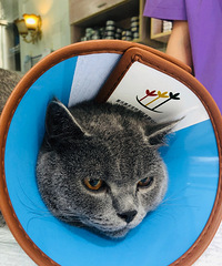 猫经常乱撒尿,朋友说做完绝育就好了,可绝育完还是乱撒尿咋办啊