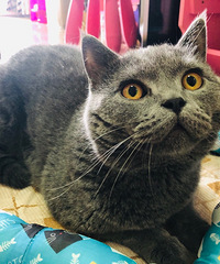 猫经常乱撒尿,朋友说做完绝育就好了,可绝育完还是乱撒尿咋办啊