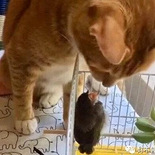 我家猫捡了只鸟回来