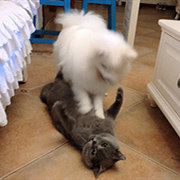 面对狗,猫是手下败将