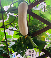 阳台也能种出美味的蔬果,这季节的黄瓜、桃子、葡萄吃不停