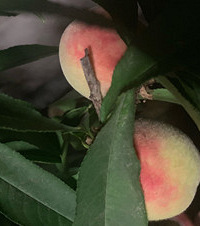 阳台也能种出美味的蔬果,这季节的黄瓜、桃子、葡萄吃不停