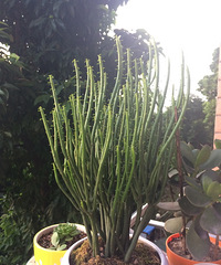 被遗忘在阳台角落的光棍树竟然长得这么好,和仙人掌一样很好养