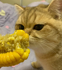 从来没见过这么贪吃的猫,连藿香正气液都不肯放过...