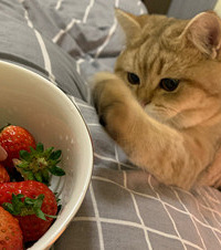 从来没见过这么贪吃的猫,连藿香正气液都不肯放过...